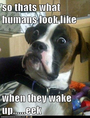 so thats what humans look like  when they wake up......eek