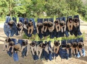 Pups in Pants