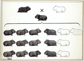 Mendel's Genetics Illustrations 