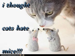i thought  cats hate mice!!!