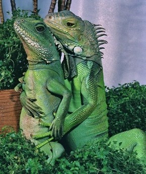 Lizard Love