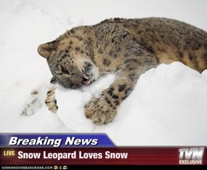 Breaking News - Snow Leopard Loves Snow