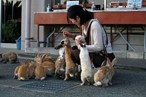 The Island of Rabbits, Okunoshima, Japan