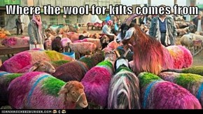 Where the wool for kilts comes from