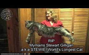 RIP Mymains Stewart Gilligan  a.k.a STEWIE, World's Longest Cat