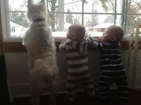 "The Mailman May Have Won Round One, But This Time I Have Help!"