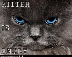 KITTEH IS ANGRY