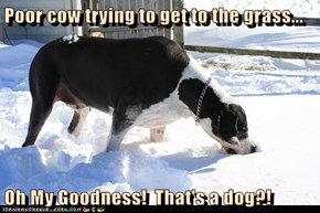Poor cow trying to get to the grass...  Oh My Goodness!  That's a dog?!