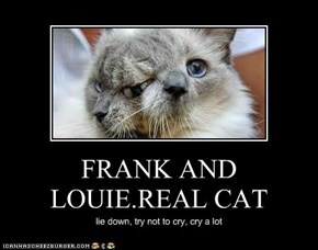 FRANK AND LOUIE.REAL CAT