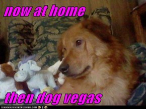 now at home  then dog vegas