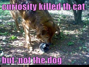 curiosity killed th cat  but ,not the dog