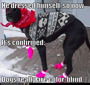 He dressed himself, so now It's confirmed: Dogs really are color-blind.