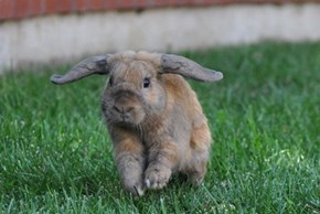 Bunday: Helicopter Ears 