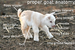 A Very Accurate and Extremely Scientific Chart on Goat Anatomy