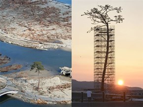 Two Years After the Tsunami, Japan Preserves a Lone Surviving Tree