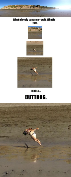 What Happens When You Take a Panoramic Photo and a Dog Runs Into the Shot. Meet... Buttdog.