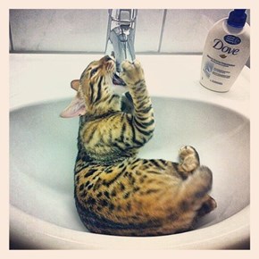 Cyoot Kitteh of teh Day: Tastes Like Hydration