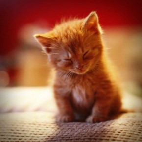 Cyoot Kitteh of teh Day: Cat Nap