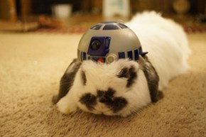 Bunday: R2-Bun2 