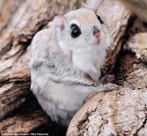Siberian Flying Squirrel