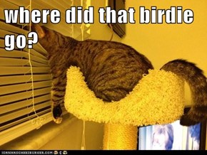 where did that birdie go?