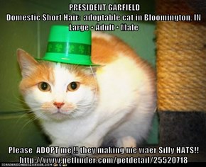 PRESIDENT GARFIELD                                                                                      Domestic Short Hair:  adoptable cat in Bloomington, IN                         Large • Adult • Male  Please  ADOPT me !! they making me waer Silly HATS
