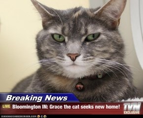 Breaking News - Bloomington IN: Grace the cat seeks new home!