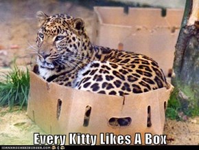 Every Kitty Likes A Box