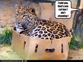 I told you, that's one cat box I ain't cleaning !