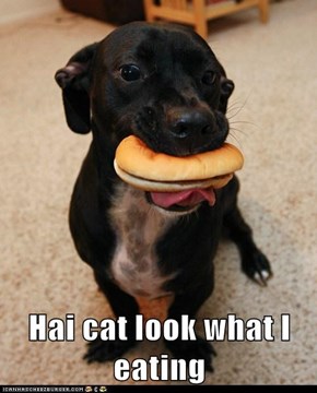 Hai cat look what I eating