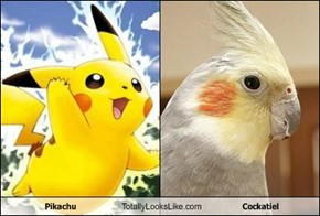 Pikachu Totally Looks Like Cockatiel