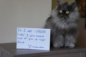 Colonel Meow is a Master of Social Media