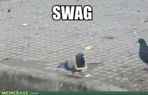 Swaggy Pigeon 