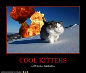 COOL KITTEHS