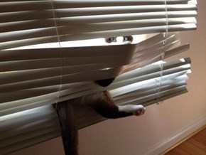 Cats vs. Blinds