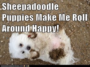 Sheepadoodle Puppies Make Me Roll Around Happy!