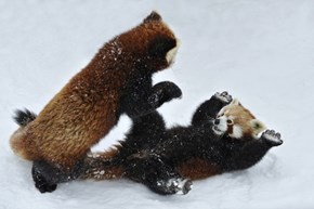 Panda Play