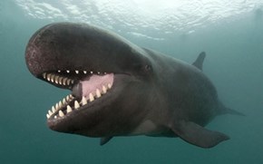 Whale Sized Cuteness