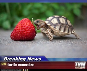 Breaking News - turtle excersize