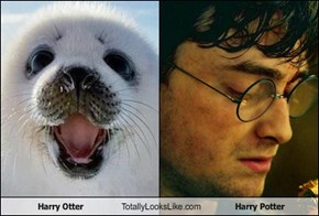 Harry Otter Totally Looks Like Harry Potter