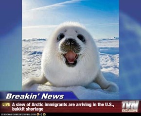 Breakin' News - A slew of Arctic immigrants are arriving in the U.S., bukkit shortage