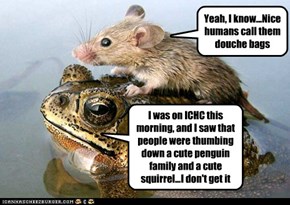 I was on ICHC this morning, and I saw that people were thumbing down a cute penguin family and a cute squirrel...I don't get it