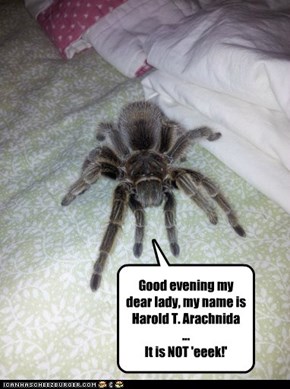 Good evening my dear lady, my name is Harold T. Arachnida ... It is NOT 'eeek!'