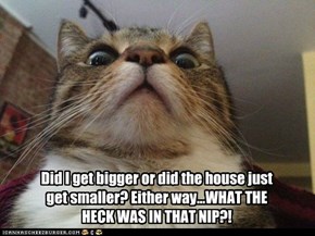 Did I get bigger or did the house just get smaller? Either way...WHAT THE HECK WAS IN THAT NIP?!