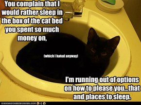 You complain that I would rather sleep in the box of the cat bed you spent so much money on,