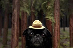 Only You Can Prevent Forest Fires