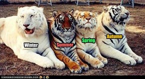 "The Four Seasons of Tiger"