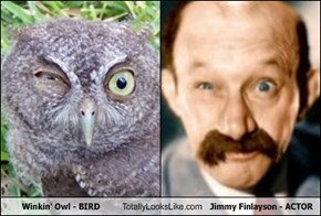 Winkin' Owl - BIRD Totally Looks Like Jimmy Finlayson - ACTOR
