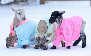 Newborn Lambs Keep Warm