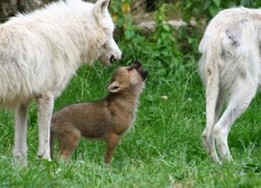 Wolf Pup Learns to Howl